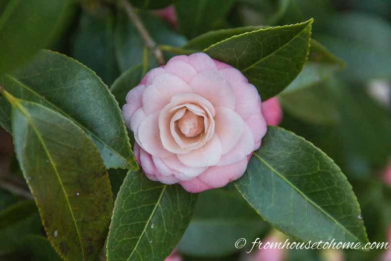 White and pink Camellia flower