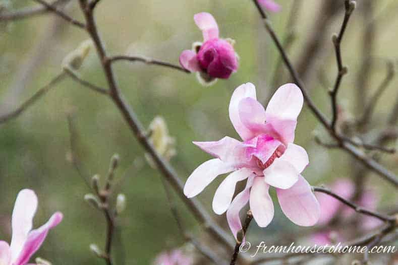 white and pink Magnolia flower