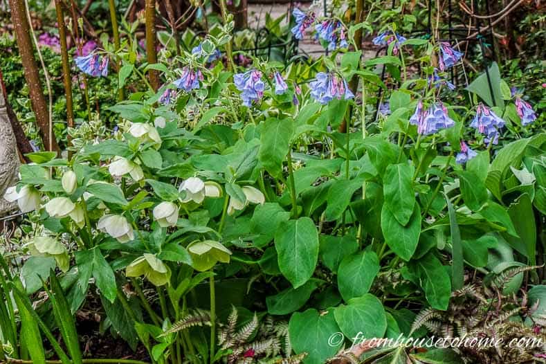 Densely planted hellebores, bluebells and ferns prevent weeds from growing