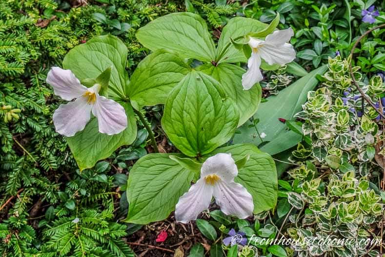 These trilliums will go dormant by July