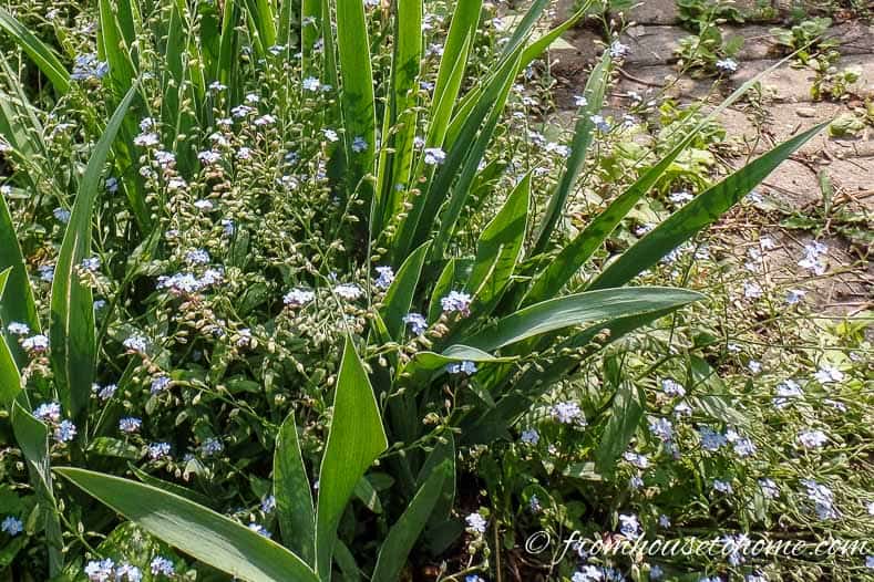 Forget-me-nots grow between irises without disturbing them