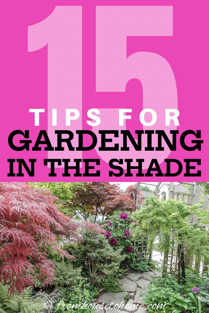 15 tips for gardening in the shade