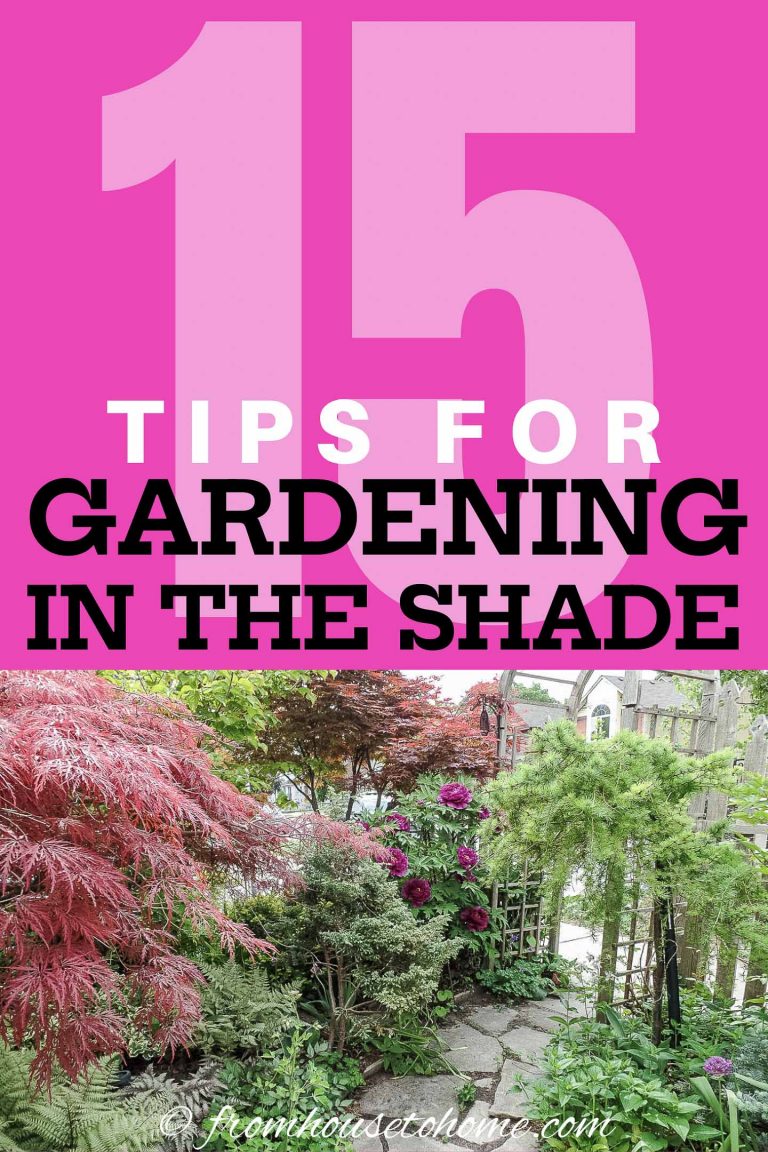 Shade Gardening: 15 Tips for Maintaining a Beautiful Shade Garden