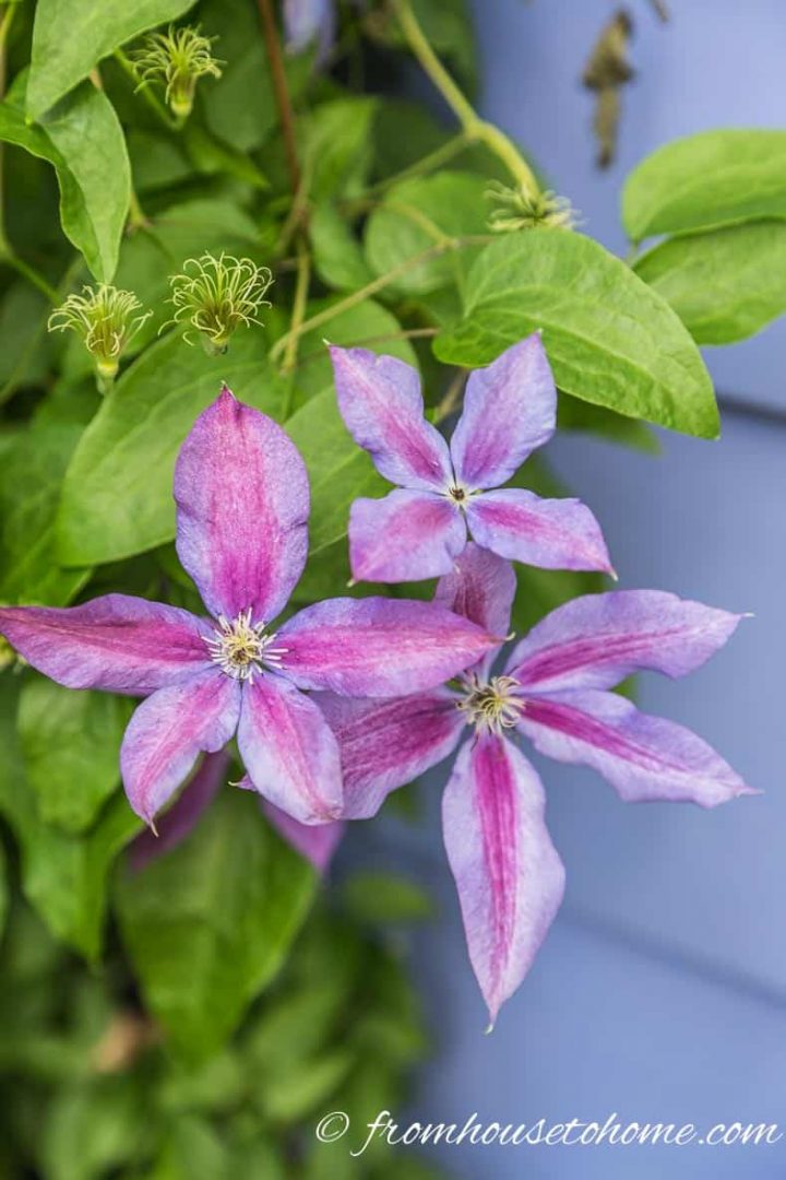 Clematis 'Mrs N Thompson'