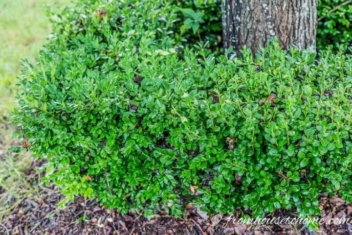 Trimmed boxwood growing around the base of a tree