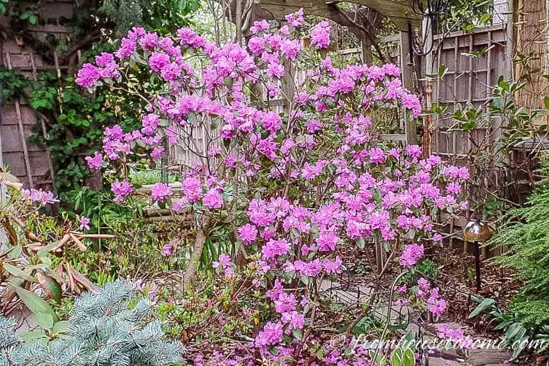 Rhododendron 'PJM' is a beautiful shade loving shrub