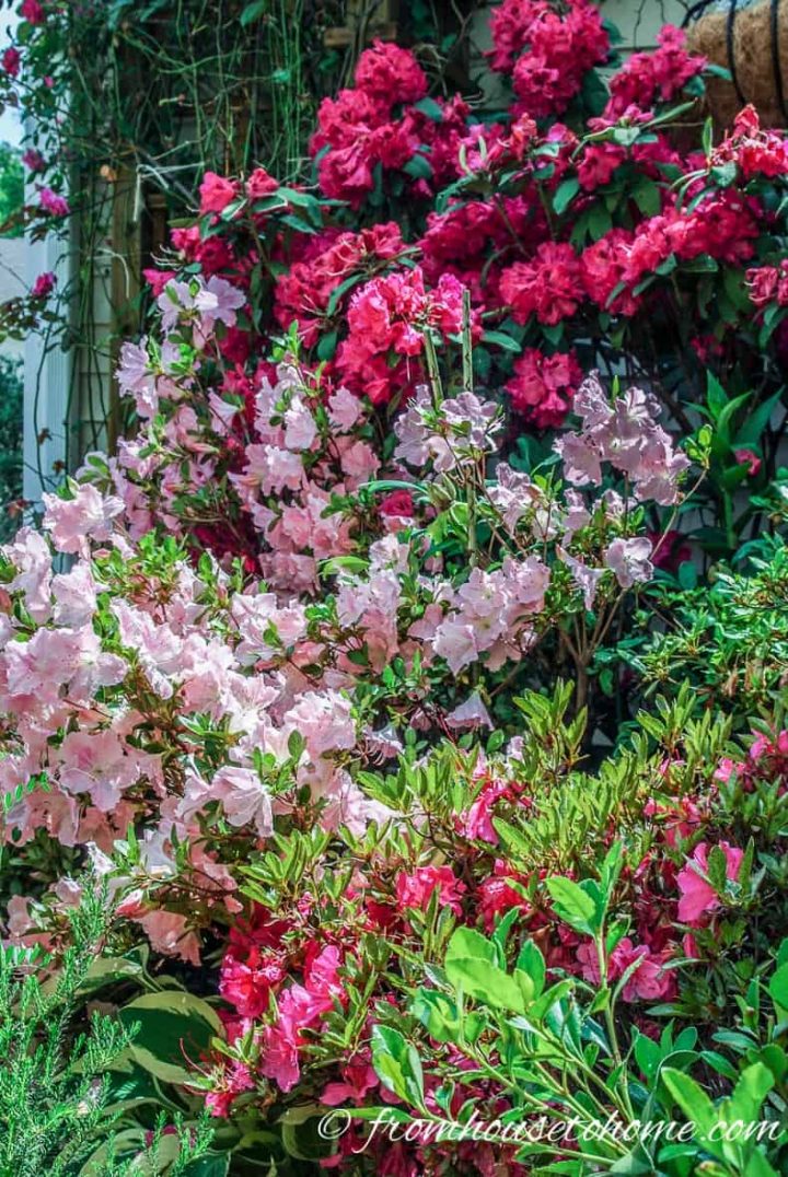 Rhododendron and Azaleas blooming in the garden