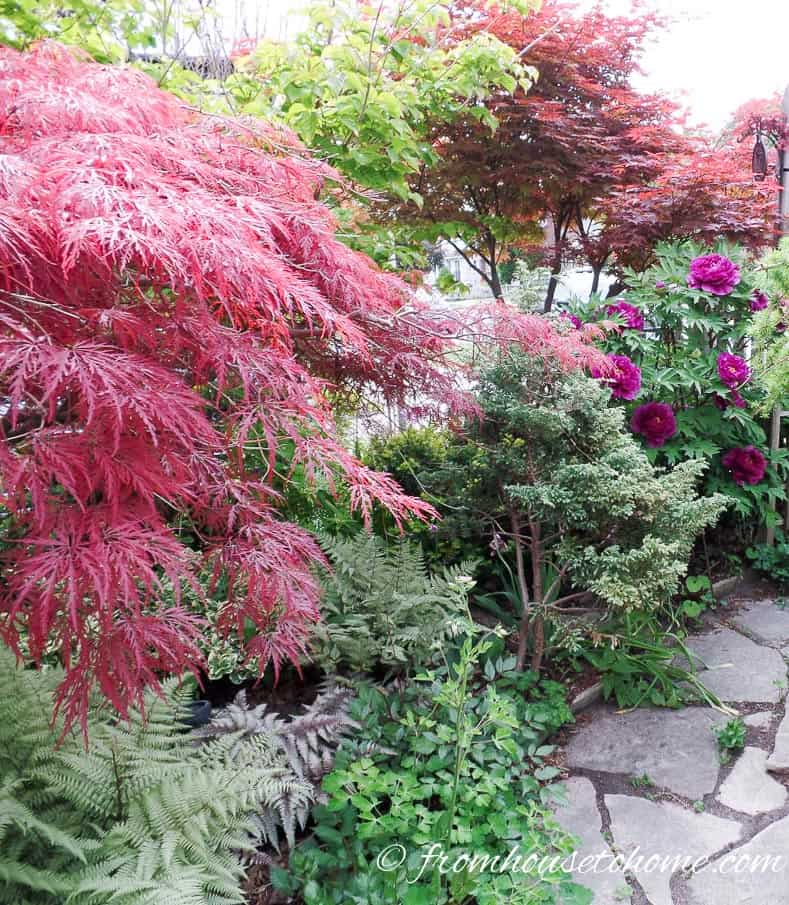 Japanese maples growing in a shade garden beside a flagstone path