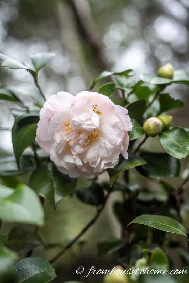 Pink flowering Camellia