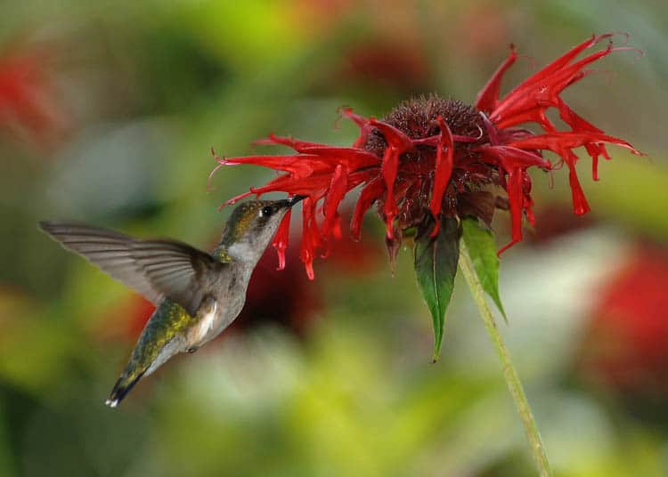 Native plants, like bee balm, provide more nectar for the hummingbirds than hybrid plants By Joe Schneid, Louisville, Kentucky - Own work, CC BY 3.0