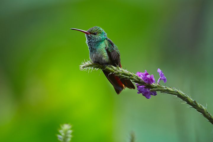 Hummingbird on a tree branch ©petrsalinger - stock.adobe.com