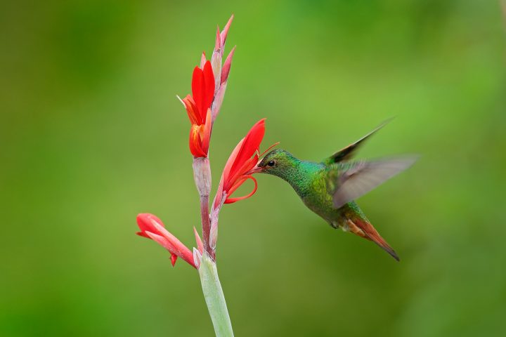 Hummingbird with bright red, tubular flower