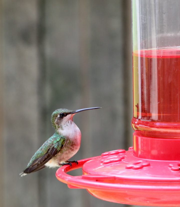 Ruby-throated hummingbird sitting on a hummingbird feeder
