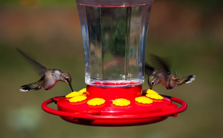 Two hummingbirds eating from a hummingbird feeder