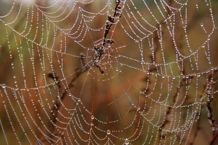 Spider web with morning dew