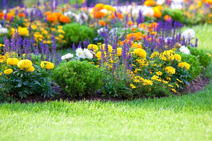 Brightly-colored flower garden