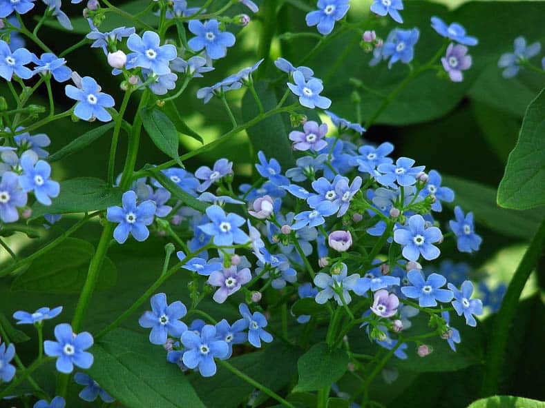 Brunnera macrophylla by Kor!An (?????? ??????) (Own work) [CC BY-SA 3.0 (https://creativecommons.org/licenses/by-sa/3.0)], via Wikimedia Commons