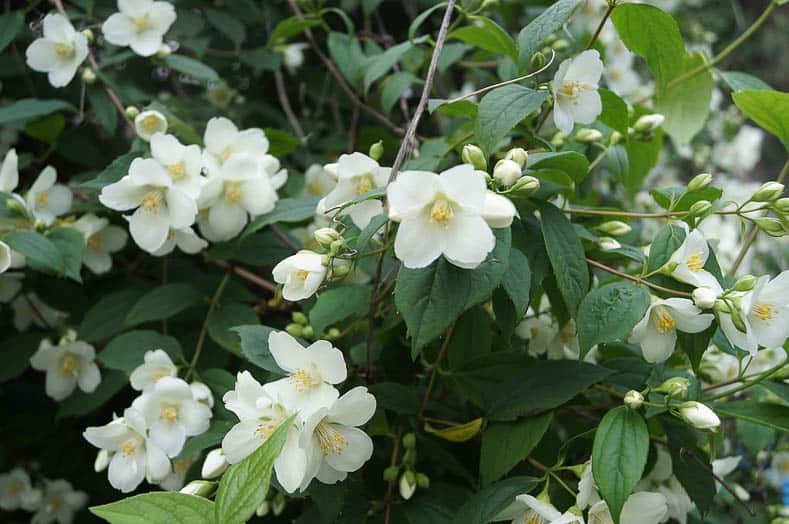 Mock Orange By Aurora Puentes Graña (Own work) [CC BY-SA 3.0 (http://creativecommons.org/licenses/by-sa/3.0)], via Wikimedia Commons