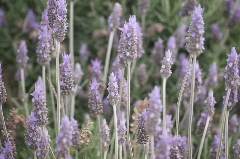 Lavender By Rosina Peixoto (Own work) [CC BY-SA 3.0 (http://creativecommons.org/licenses/by-sa/3.0)], via Wikimedia Commons