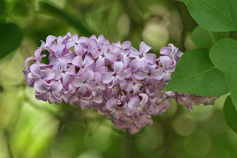 10 Beautiful Perennial Plants With The Most Fragrant Flowers