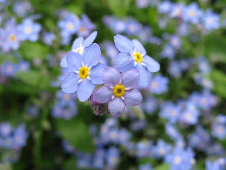 Forget-me-nots by I, KENPEI [GFDL (http://www.gnu.org/copyleft/fdl.html), CC-BY-SA-3.0 (https://creativecommons.org/licenses/by-sa/3.0/)] via Wikimedia Commons