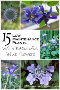 15 Of The Best Easy Care Perennials With Beautiful Blue Flowers