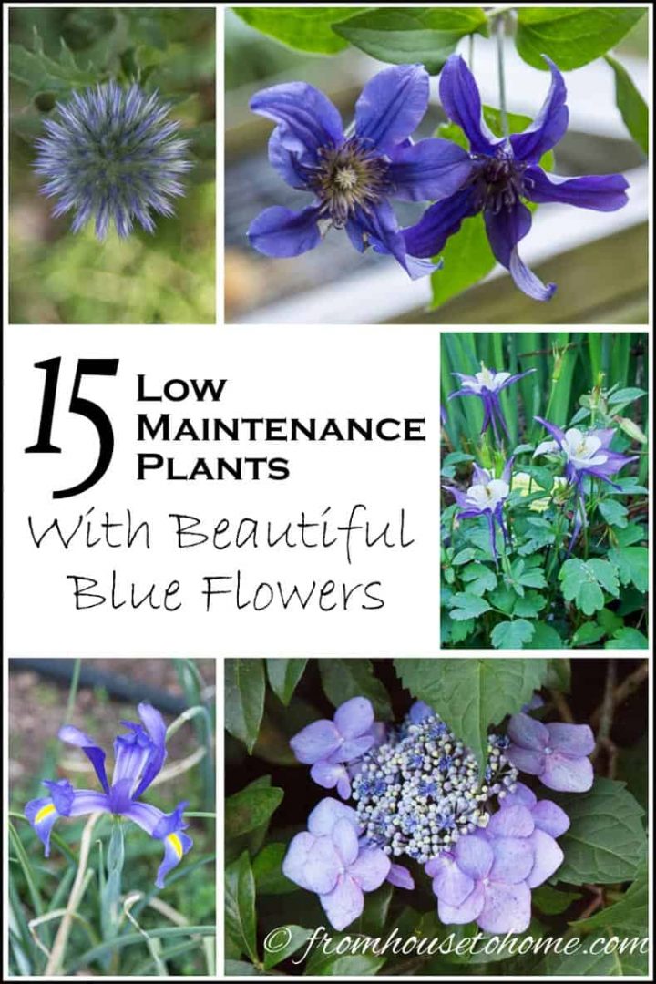 15 Low Maintenance Plants With Beautiful Blue Flowers