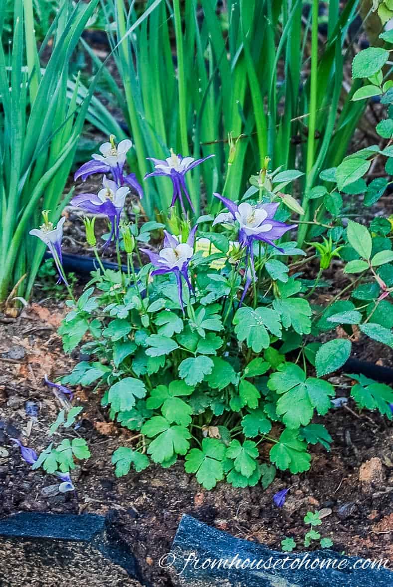 Rocky Mountain Columbine with blue flowers growing in the garden