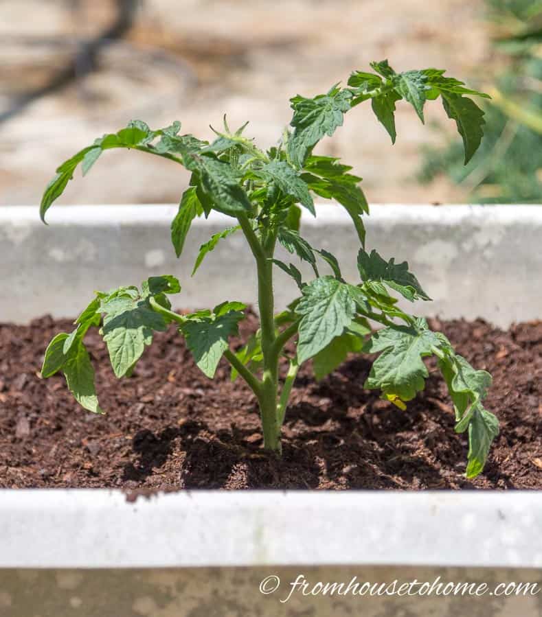 Plant the tomatoes deep