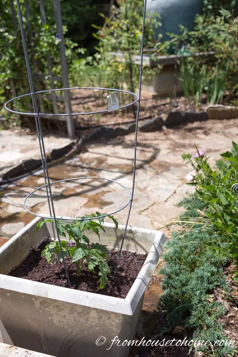 Make sure the tomato plants get at least 6 hours of sun a day