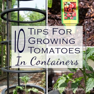 10 Tips For Growing Tomatoes In Containers