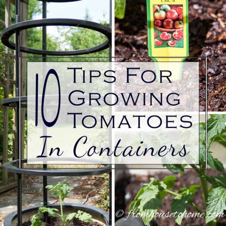 Growing Tomatoes In Containers: 11 of the Best Tips For Getting Lots Of Tomatoes