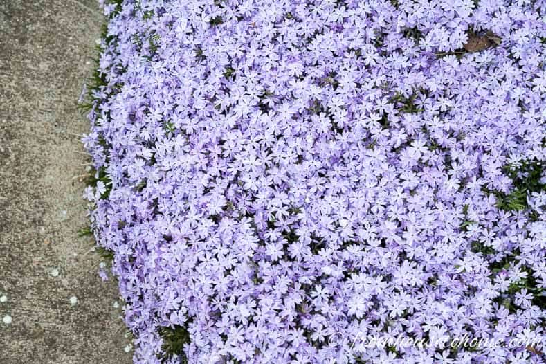 purple blue flowers of Phlox Subulata 'Emerald Blue' 