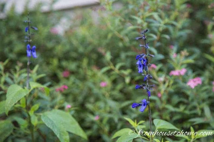 Salvia 'Black and Blue'