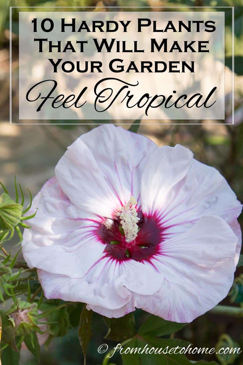 10 Hardy Plants That Look Tropical | Want to create a lush, tropical looking garden but don't live in the tropics? Check out this list of hardy plants that look tropical (but aren't).