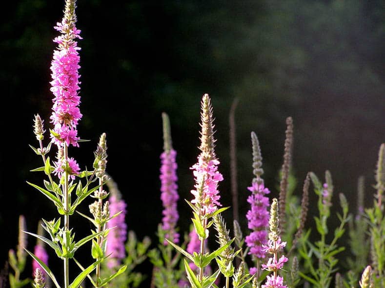 Invasive plants to avoid - Purple Loosestrife by liz west (Flickr: purple loosestrife) [CC BY 2.0 (http://creativecommons.org/licenses/by/2.0)], via Wikimedia Commons | 10 Tips for creating a low maintenance garden