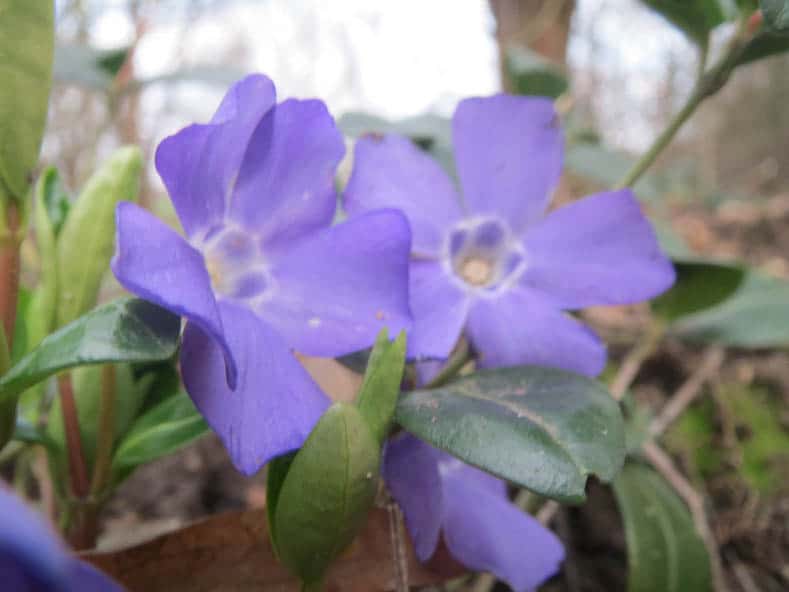 Invasive plants to avoid - Periwinkle (Vinca Minor) by AnRo0002 (Own work) [CC0], via Wikimedia Commons | 10 Tips for creating a low maintenance garden