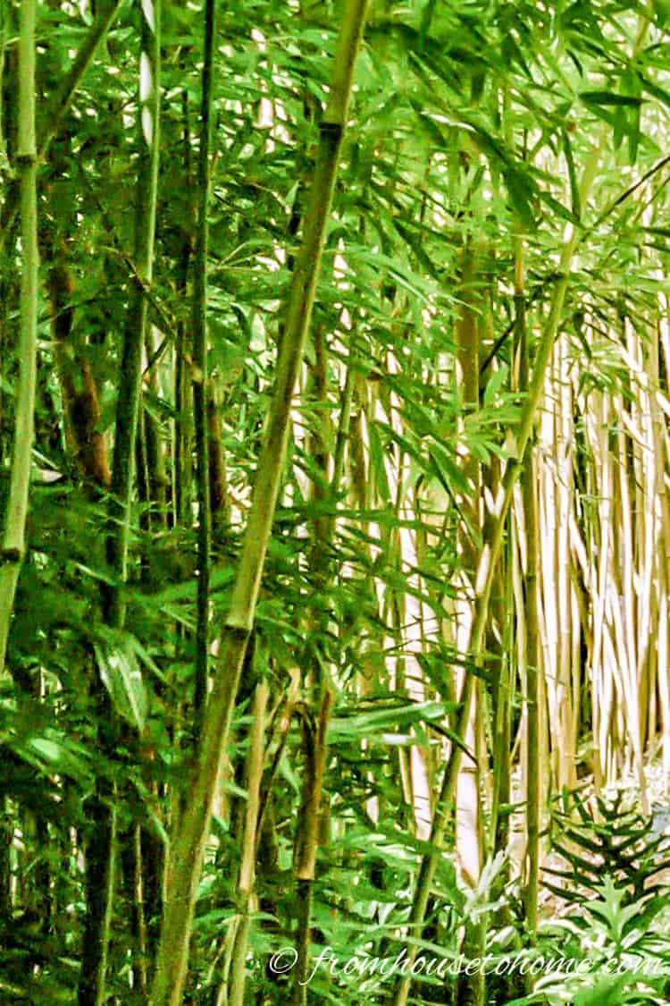 A large bamboo grove