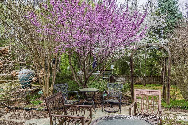 Patio with red bud and cherry tree blooming behind it