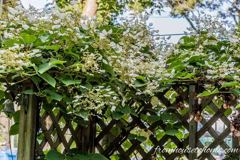 Climbing hydrangea growing on a fence
