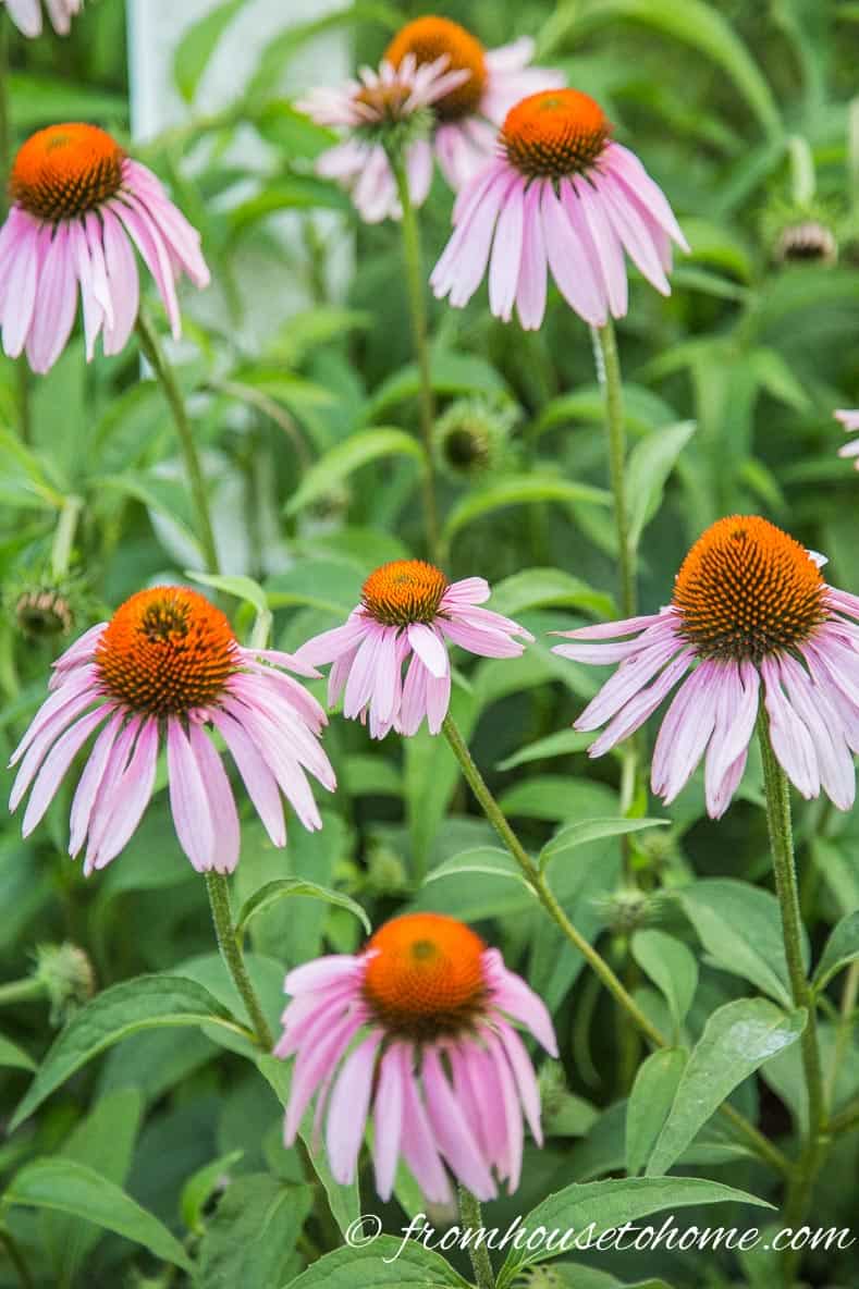 Plant native plants - Coneflower (Echinacea) | 10 Tips for creating a low maintenance garden