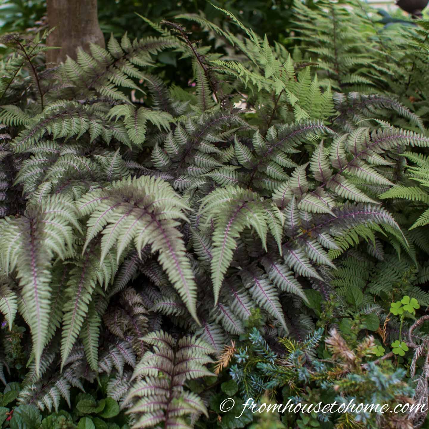 Japanese painted fern and ghost fern