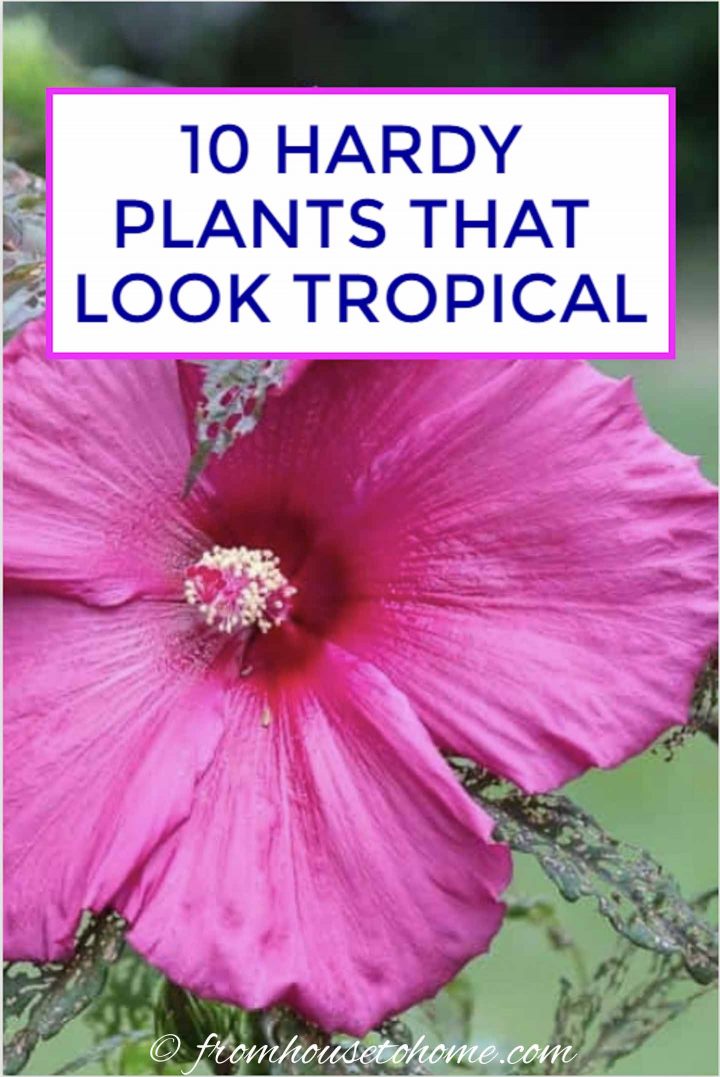 10 hardy plants that look tropical