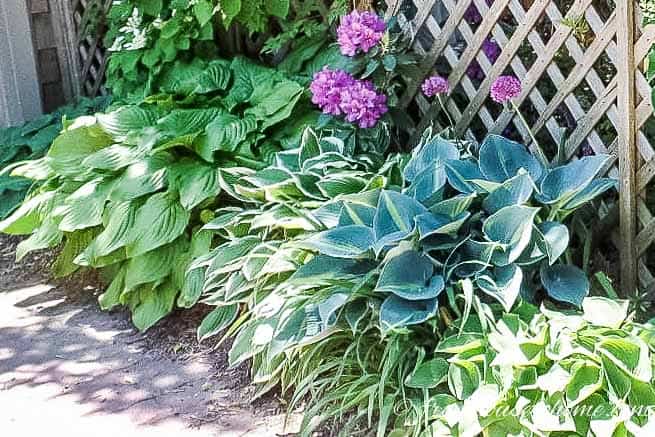 Hostas grouped together create a lush ground cover