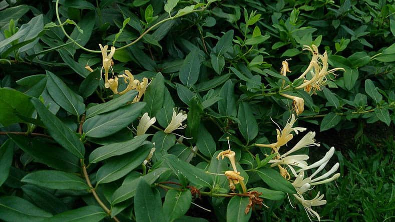 Invasive Plants to Avoid - Japanese Honeysuckle by Mokkie (Own work) [CC BY-SA 3.0 (http://creativecommons.org/licenses/by-sa/3.0)], via Wikimedia Commons | 10 Tips for creating a low maintenance garden