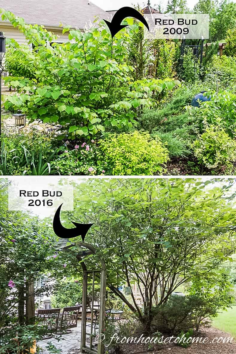 Comparison of the size of a Red Bud tree at 3 years old vs 10 years old