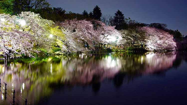 Inokashira Park Cherry blossoms By Manish Prabhune (Own work) [CC BY-SA 4.0 (http://creativecommons.org/licenses/by-sa/4.0)], via Wikimedia Commons | 8 Landscape Lighting Effects And How To Use Them | Whether you're looking for DIY landscape lighting ideas for your front yard, backyard or walkway, this list will help! It shows you lots of ways to use both low voltage and solar lights in your garden or patio.