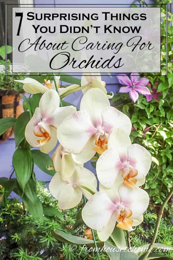 Growing Phalaenopsis Orchids, Small Orchids Garden Design