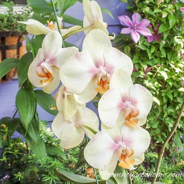 7 surprising things you didn't know about caring for orchids