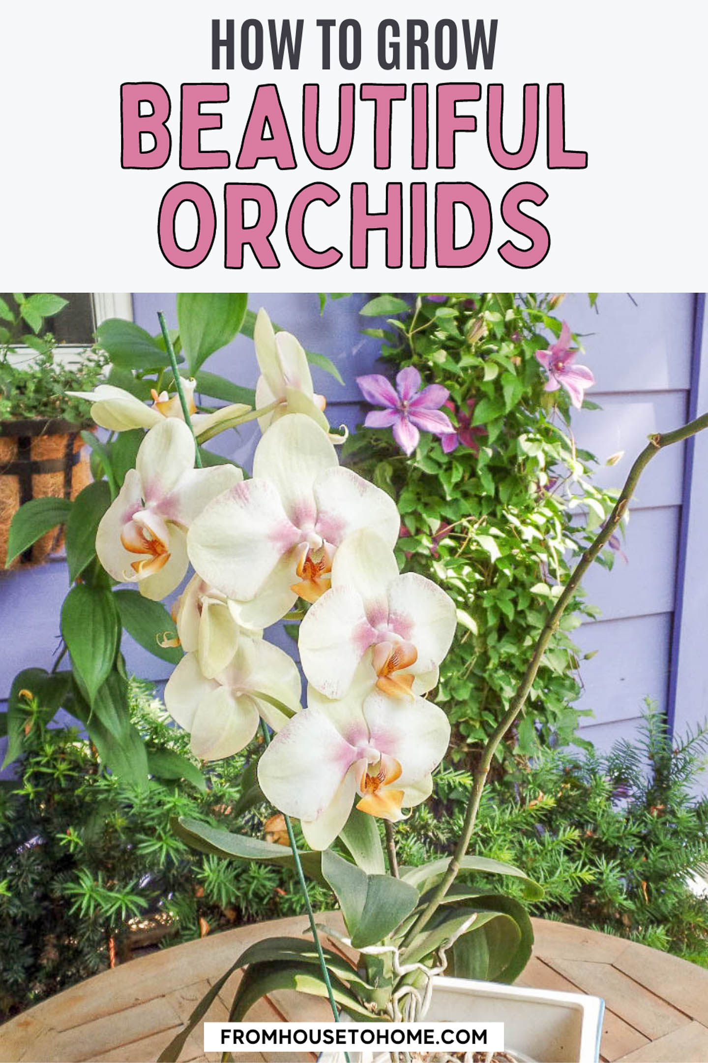 Orchid 22 Types